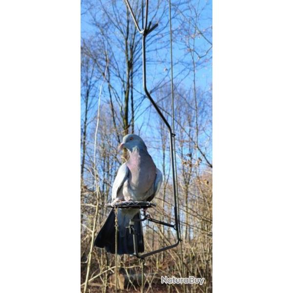 glaneur Monocorde pigeon palombe