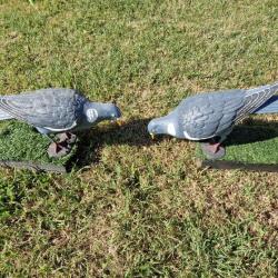 Leurres pigeons ramiers