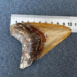 Magnifique dent de Megalodon non restauré fossile 4