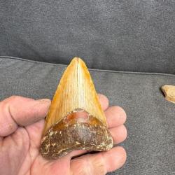 Magnifique dent de Megalodon non restauré fossile