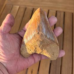 Magnifique dent de Megalodon 13,2 cm fossile