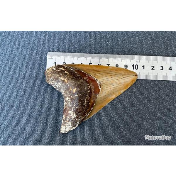 Magnifique dent de Megalodon non restaur fossile 4