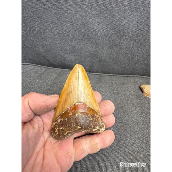 Magnifique dent de Megalodon non restaur fossile