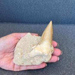 Magnifique grande dent fossile d'Otodus sur matrice naturelle.