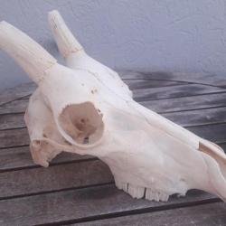 Crâne de Blesbok ; Damaliscus pygargus phillipsi #3108(2)