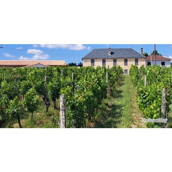 Proprit viticole avec maison et gtes 30 Ha en Gironde  20 minutes de Bordeaux DF-1014-A