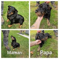 Chiots JAGD TERRIER