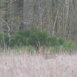 Journées de battues au grand gibier en Sologne