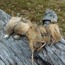 CHASSE EN URUGUAY