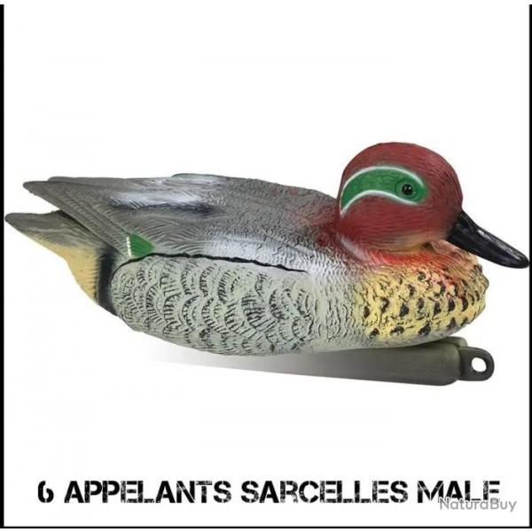 6 Appelants sarcelle male STEPLAND 