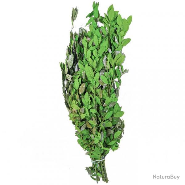 Quercus ilex vert stabilis - 90 cm