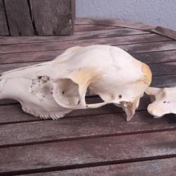 Crâne de jeune cerf élaphe avec canines