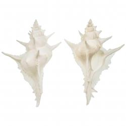 Coquillage murex alabaster 6 à 9 cm