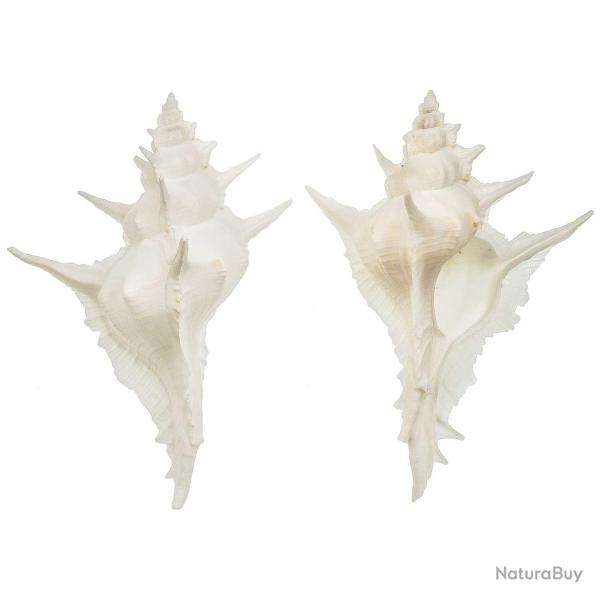 Coquillage murex alabaster 6  9 cm