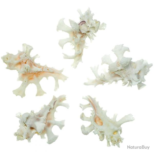 Coquillages murex zamboi - 3  4 cm - A l'unit