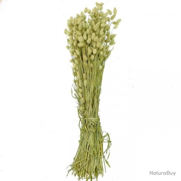 Bouquet fleurs sches phalaris naturel - 70 cm