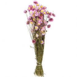 Bouquet fleurs séchées acroclinium rose - 70 cm