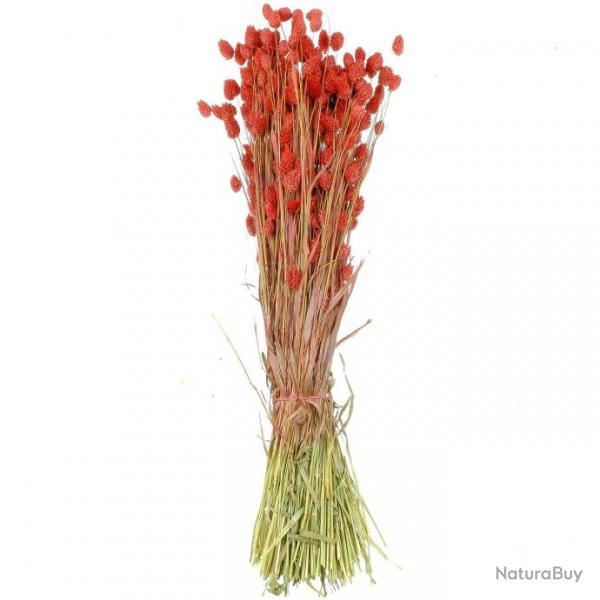 Bouquet fleurs sches phalaris rouge - 70 cm