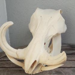 Crâne de phacochère #2209