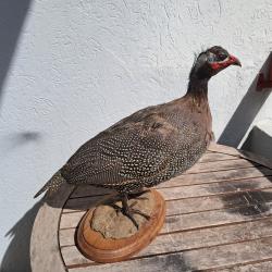 Taxidermie de Pintade de Numidie ; Numida meleagris