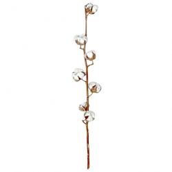 Branche de fleurs de coton - 60 cm