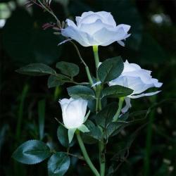 Lampe de jardin à 3 lampes solaire décorativesFleurs rose blanc