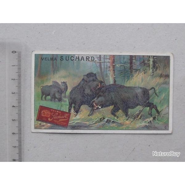 CHROMO Chocolat SUCHARD: SANGLIER (Srie 283 N6) - Chasse Combat de mle Gibier Bte noire