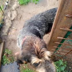 Chien adulte griffon bleue de gascogne