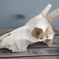 Crâne de Blesbok ; Damaliscus pygargus phillipsi #L15CT