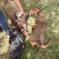 Chien de chasse jage croisé fauve