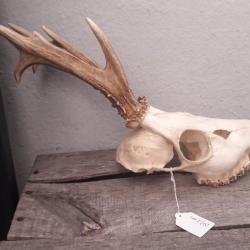 Crâne de chevreuil 8 cors irréguliers #615