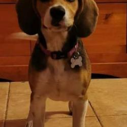 Vends chienne Beagle (croisée) 5 mois