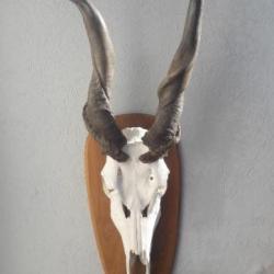 Rare trophée d'Eland du Cap tête bizarde ; Taurotragus oryx