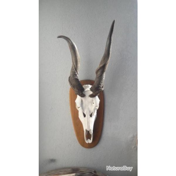 Rare trophe d'Eland du Cap tte bizarde ; Taurotragus oryx