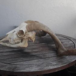 Crâne de chèvre avec mâchoire; Capra aegagrus hircus #2010