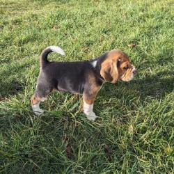 Chiots BEAGLE LOF (disponibles à partir du 13 nov 2023 )