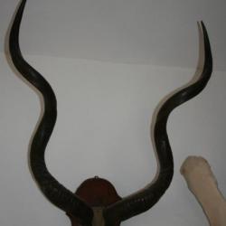 Trophée Africain ancien de grand Kudu