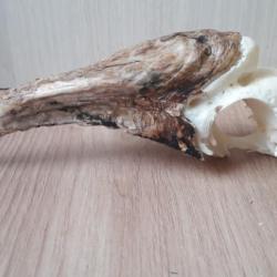 Crâne de calao à cuisses blanches ; Bycanistes albotibialis #L21(6)