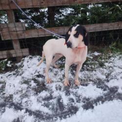 Chien chasse sanglier