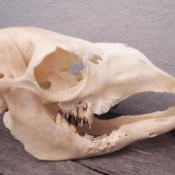 Crâne d' Alpaca avec énorme abcès dentaire ; crâne pathologique