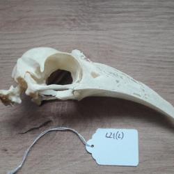 Crâne de calao à cuisses blanches ; Bycanistes albotibialis #L21(2)
