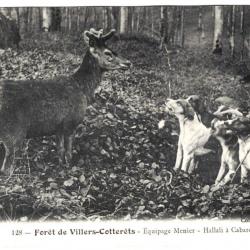 CHASSE à COURRE - Forêt de Villers-Côterets - Hallali, équipage Menier - cerf, chiens