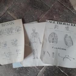 Dessins anatomiques, curiosa