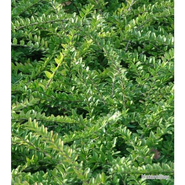 LOT DE 3 Lonicera nitida - Chvrefeuille couvre-sol  ou arbuste de haies - Camerisier