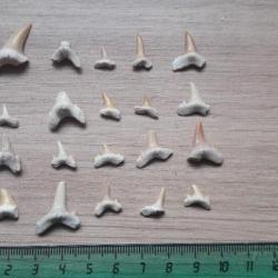 Lot de 20 fossiles de dents de requins #3