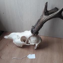 Crâne de chevreuil 356gr ; #627