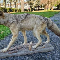 Taxidermie de Coyote d'Amérique du Nord corps entier ; Canis latrans