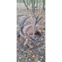 Tir régulation biche à l approche