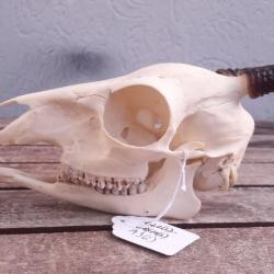 Crâne de Céphalophe noir ; Cephalophus niger #A9(2)