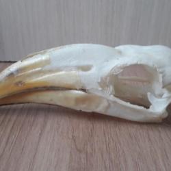 Crâne de Calao longibande ; Lophoceros fasciatus #L21(5)